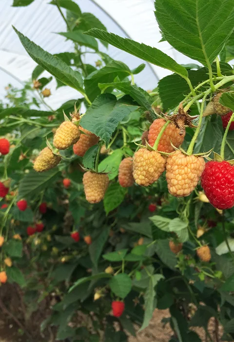 Casos de éxito con Agriberries
