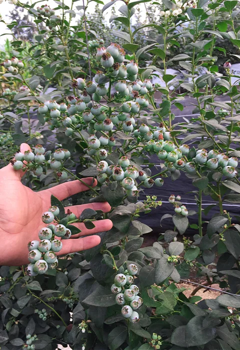 Casos de éxito con Agriberries