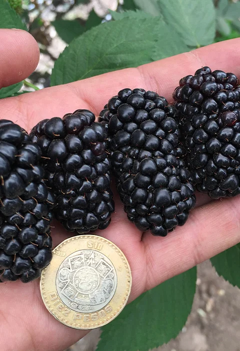 Casos de éxito con Agriberries