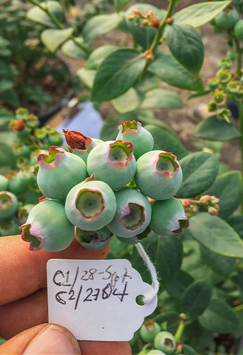 Casos de éxito con Agriberries