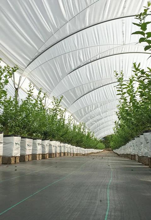 Casos de éxito con Agriberries