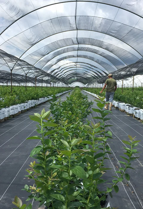 Casos de éxito con Agriberries